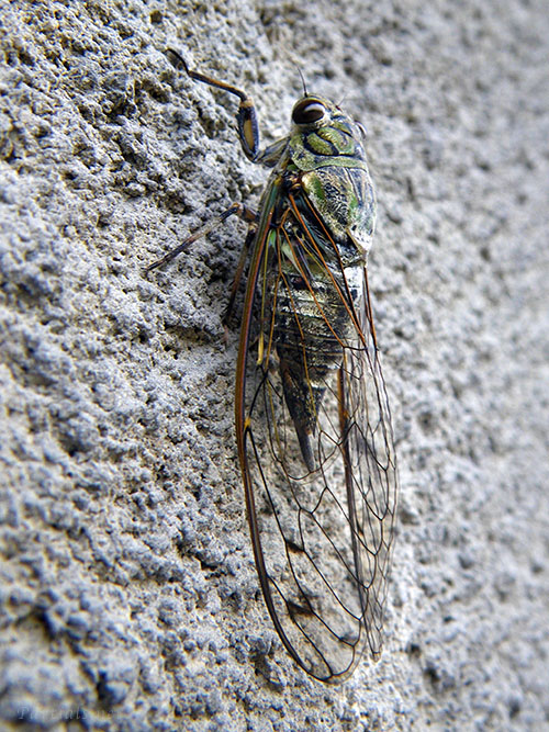 ツクツクボウシ