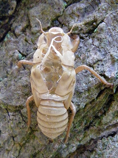 ツクツクボウシの抜け殻