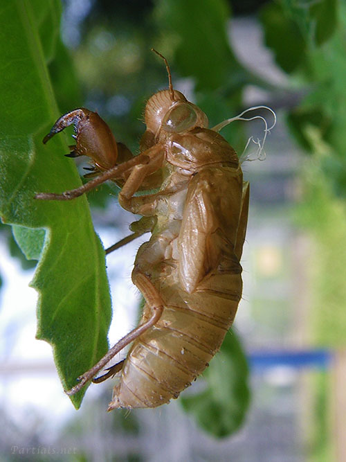 ツクツクボウシの抜け殻