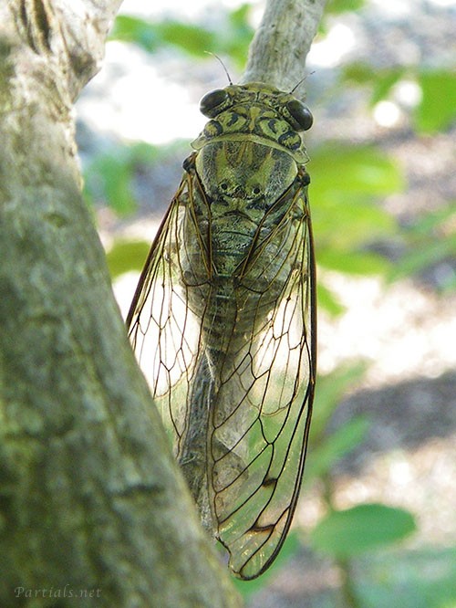 ツクツクボウシ