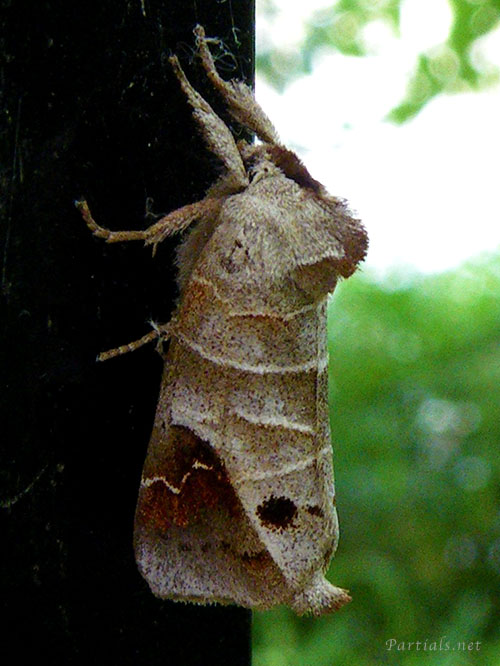 ツマアカシャチホコ