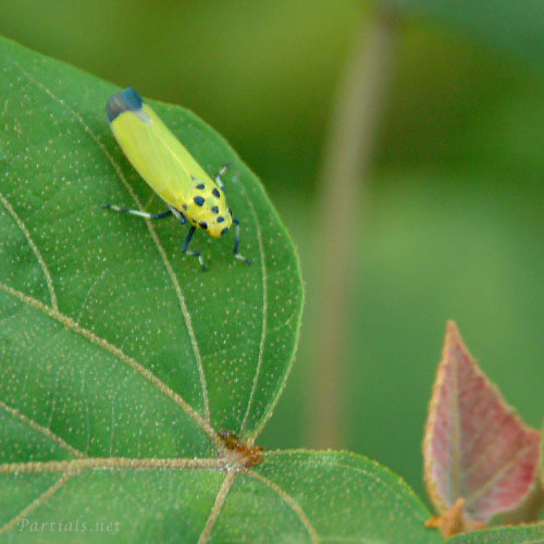 ツマグロオオヨコバイ成虫