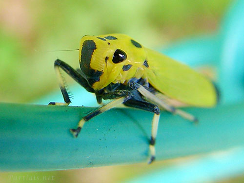 ツマグロオオヨコバイ成虫