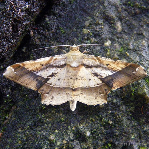 ツマジロエダシャク