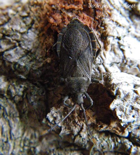 ツマキヘリカメムシ