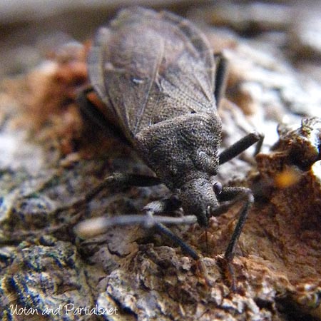 ツマキヘリカメムシ