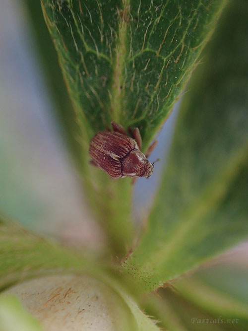 ツツジトゲムネサルゾウムシ