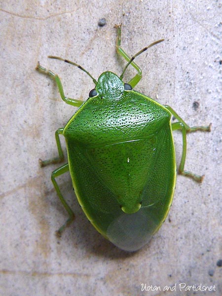 ツヤアオカメムシ