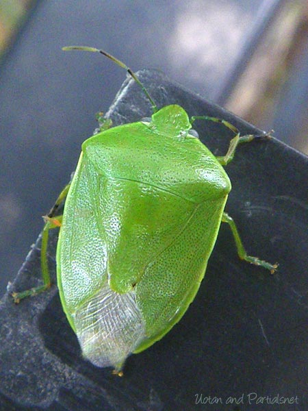 ツヤアオカメムシ