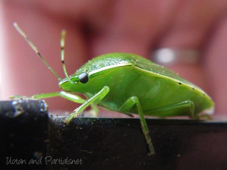 ツヤアオカメムシ