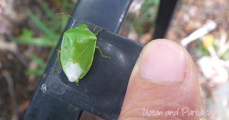 ツヤアオカメムシ