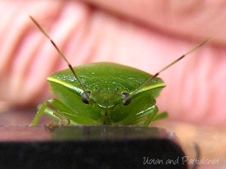 ツヤアオカメムシ