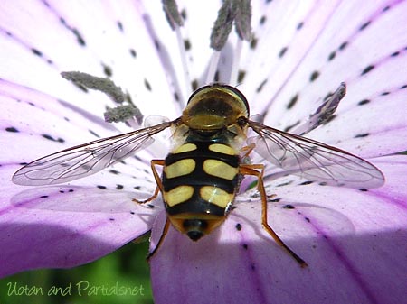 ツヤヒラタアブ