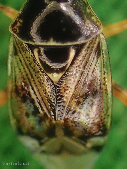 Deraeocoris