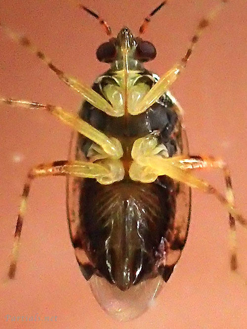 Deraeocoris