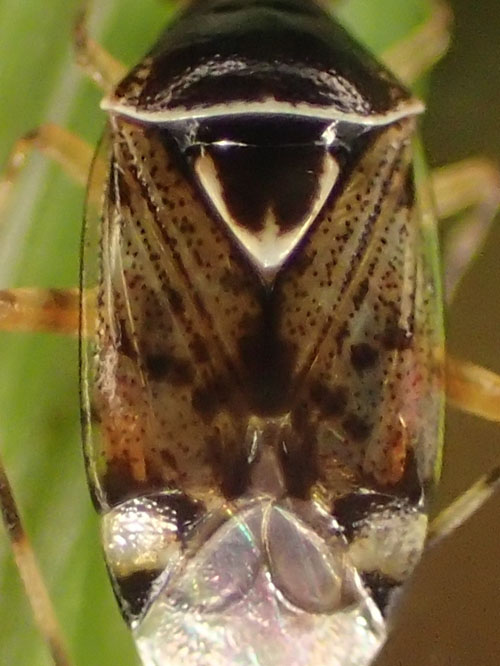 Deraeocoris