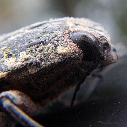 ウバタマムシの顔アップ