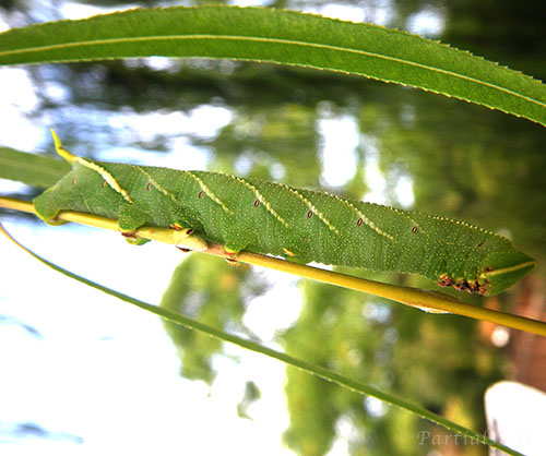 ウチスズメ幼虫