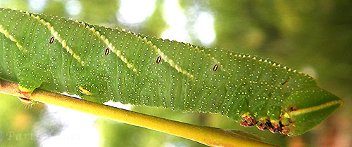 ウチスズメ　幼虫