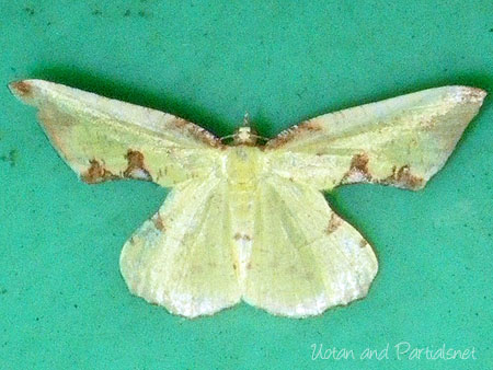 ウコンエダシャク