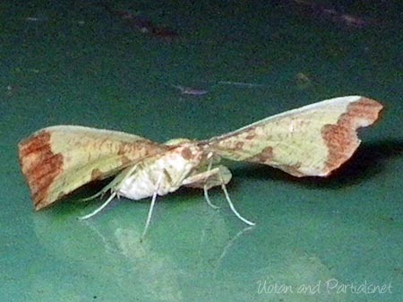 ウコンエダシャク