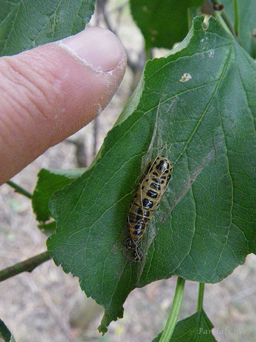 ウメエダシャク蛹