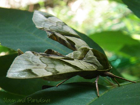 ウンモンスズメ