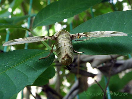 ウンモンスズメ