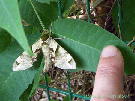 ウンモンスズメ