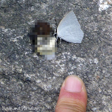 ウラギンシジミ