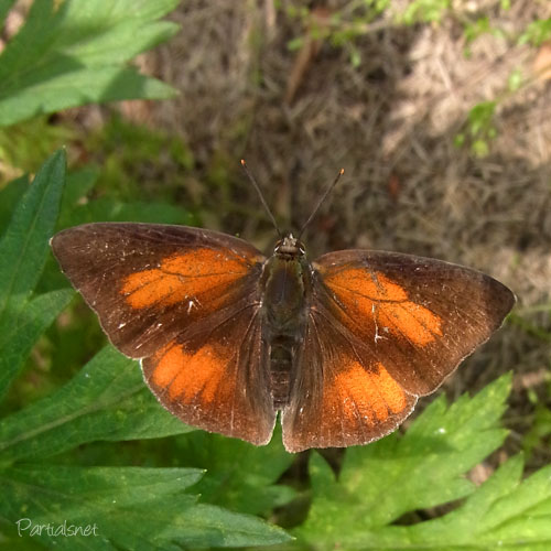 ウラギンシジミ