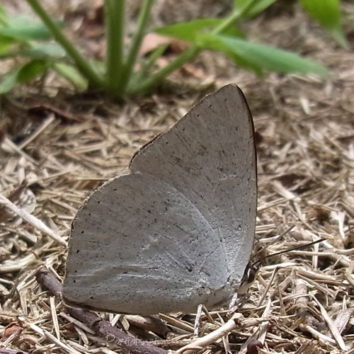 ウラギンシジミ