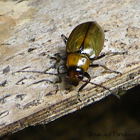 ウリハムシモドキ