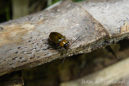 ウリハムシモドキ