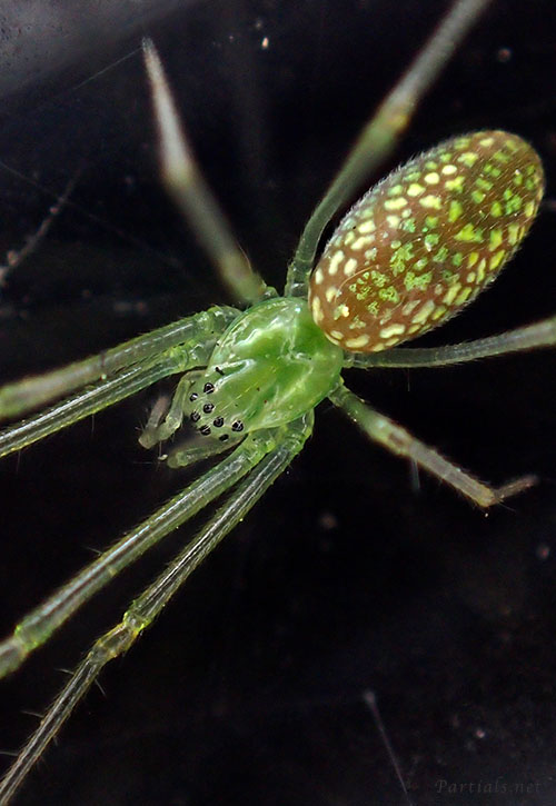 ウロコアシナガグモ　メス