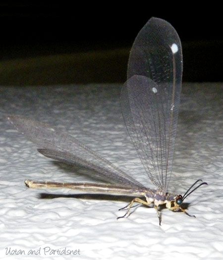 ウスバカゲロウ