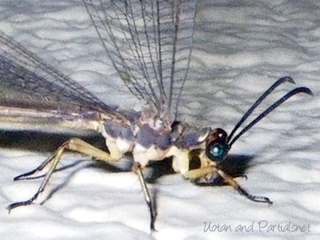 ウスバカゲロウ