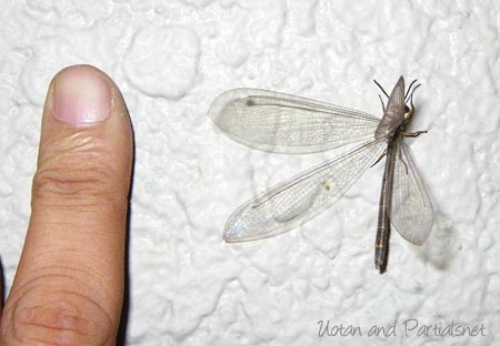 ウスバカゲロウ