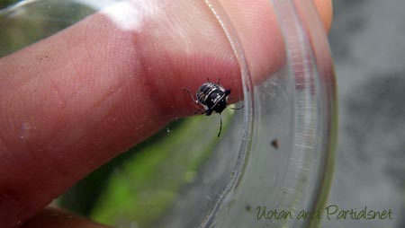 ウシカメムシ中齢幼虫