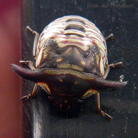 ウシカメムシ終齢幼虫