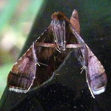 ウスベニトガリメイガ