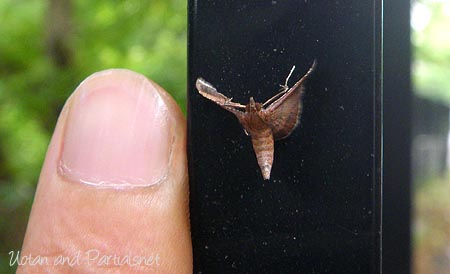 ウスベニトガリメイガ