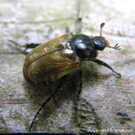 ウスチャコガネ