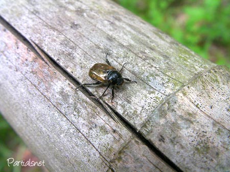 ウスチャコガネ