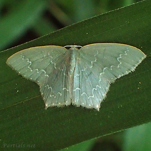 ウスキヒメアオシャク