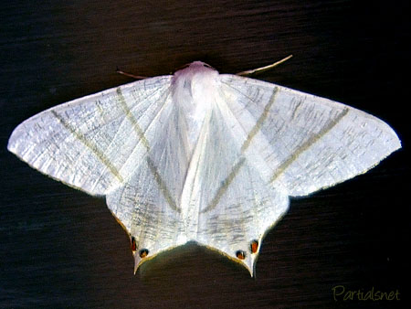 ウスキツバメエダシャク