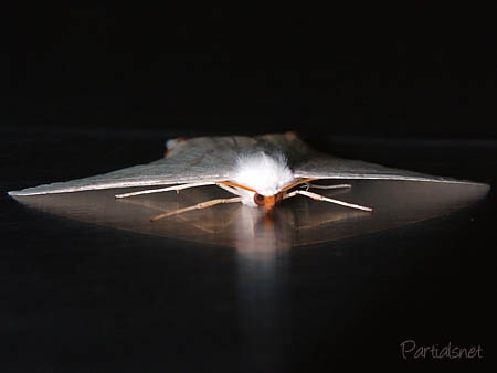 ウスキツバメエダシャク