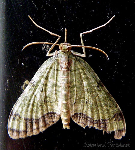 ウスミドリナミシャク