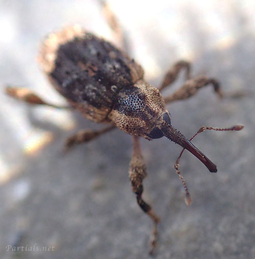 ウスモンカレキゾウムシ