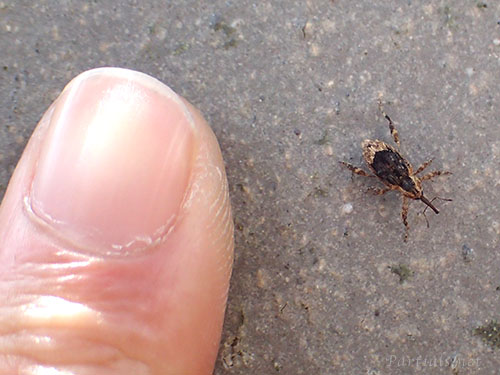 ウスモンカレキゾウムシ